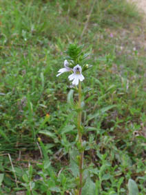 Euphrasia officinalis